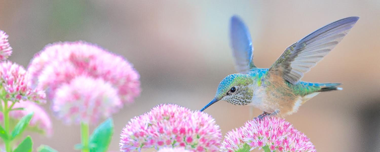 Colibri butinant des fleurs roses, emblème de l'École Jeanna